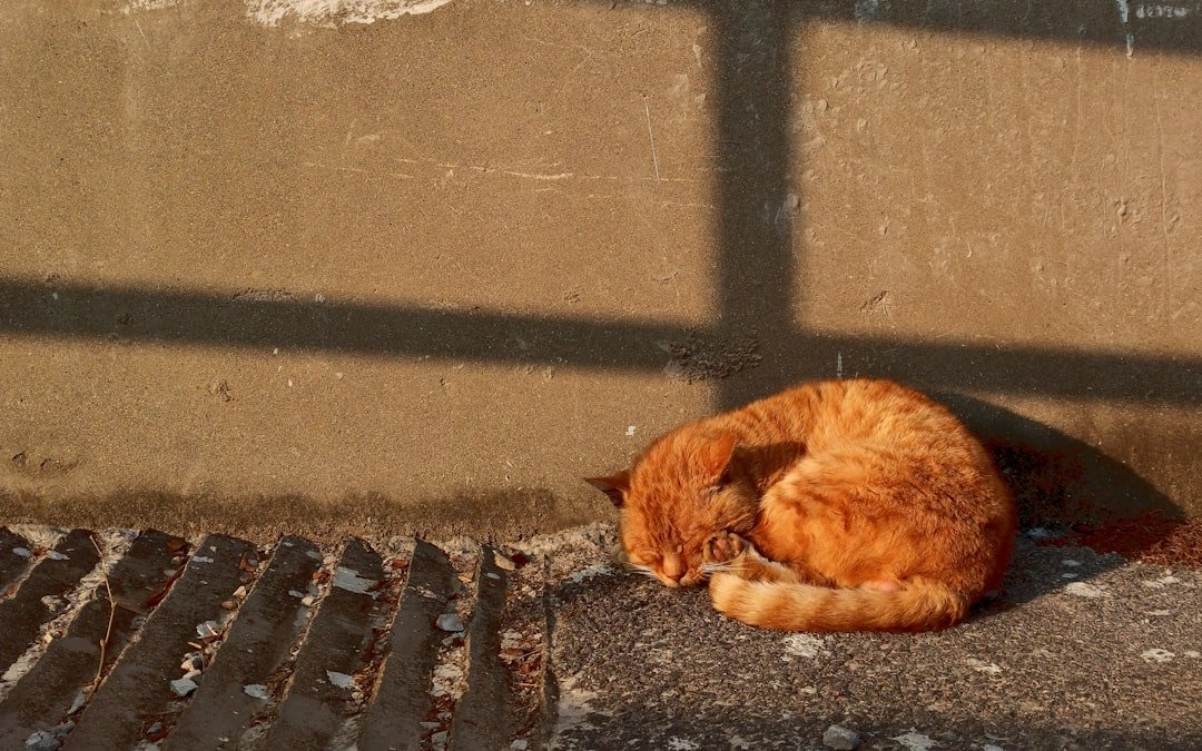 orange tabby cat lying on concrete floor